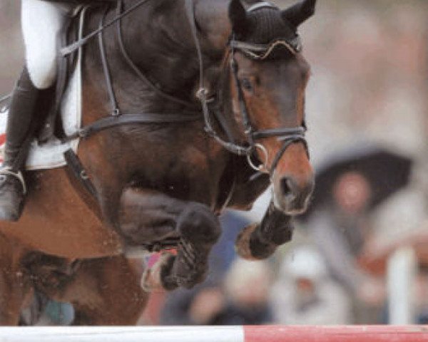 stallion Catrick I (Holsteiner, 1993, from Calando I)