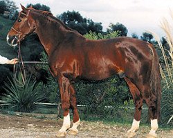 stallion Grand Garcon (Hanoverian, 1980, from Garibaldi II)