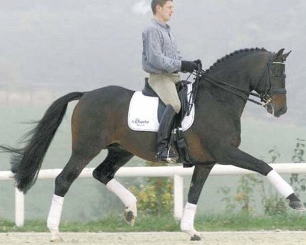stallion Carnando (Holsteiner, 1994, from Caretino)
