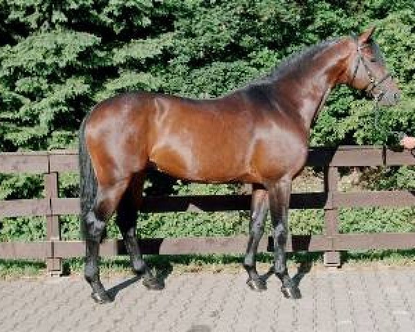 stallion Lassico (Zweibrücken, 1996, from Lambourghini)