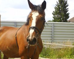 broodmare Reseda (Hanoverian, 1996, from Ritual)