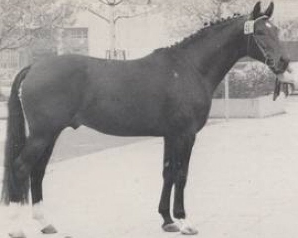 stallion Platon I (Westphalian, 1974, from Plutos)