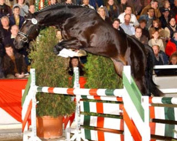 stallion Continus Grannus (Hanoverian, 2002, from Contendro I)