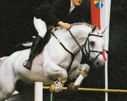 stallion Asterix Bavaria (Holsteiner, 1990, from Ahorn Z)