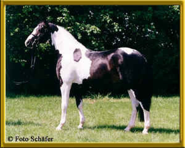 Deckhengst Semper (Oldenburger, 1995, von Sandro)