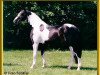stallion Semper (Oldenburg, 1995, from Sandro)