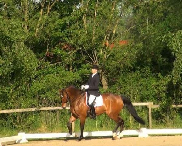 dressage horse Filippo 70 (Westphalian, 2004, from Fürst Piccolo)