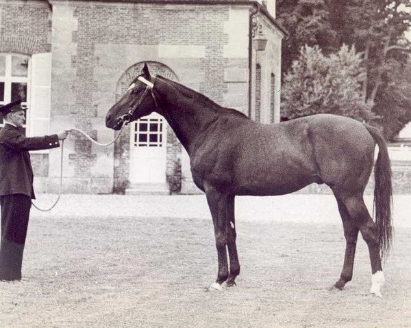 stallion Night and Day xx (Thoroughbred, 1957, from Soleil Levant xx)