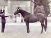 stallion Night and Day xx (Thoroughbred, 1957, from Soleil Levant xx)