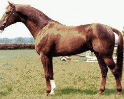 stallion Parademarsch I (Westphalian, 1984, from Paradox I 1697)