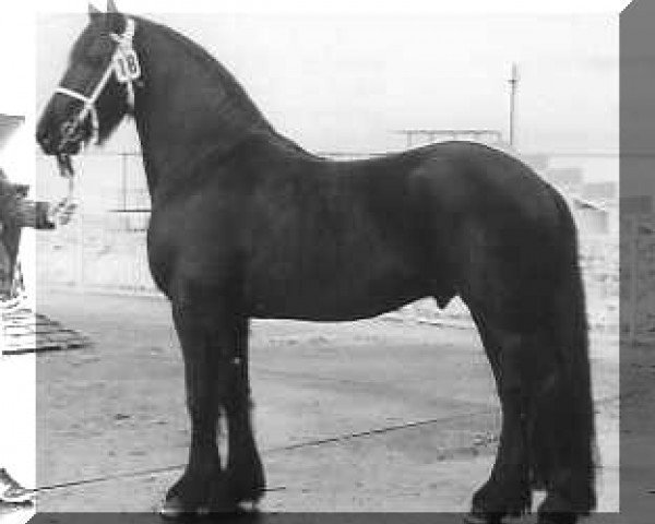 stallion Djurre 284 (Friese, 1982, from Wessel 237)