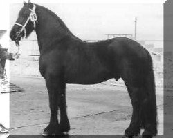 stallion Djurre 284 (Friese, 1982, from Wessel 237)