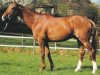stallion Cavallieri xx (Thoroughbred, 1988, from Gaius xx)