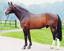 stallion Voltaire (Hanoverian, 1979, from Furioso II)