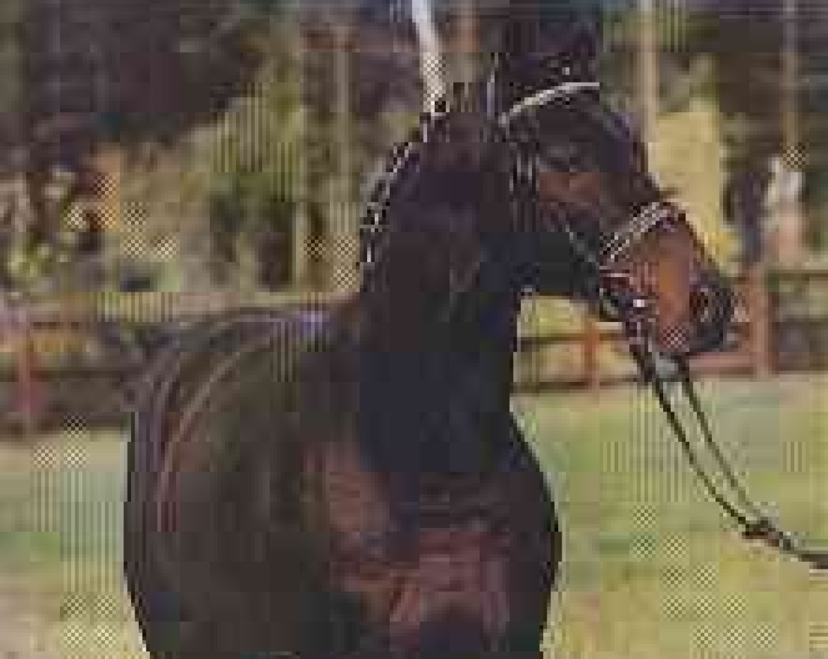 stallion Apslau xx (Thoroughbred, 1981, from Kaiseradler xx)