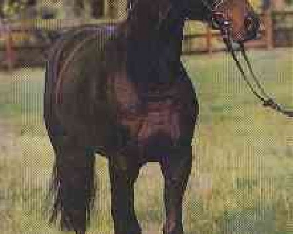 Pferd Apslau xx (Englisches Vollblut, 1981, von Kaiseradler xx)