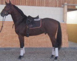 dressage horse San Miguel (Oldenburg, 2009, from San Amour I)