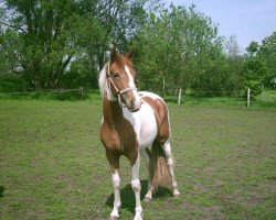 Zuchtstute Roxann von der Mühle (Deutsches Reitpony, 2010, von Night-Cup)