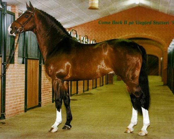 stallion Come Back II (Holsteiner, 1992, from Cor de la Bryère)