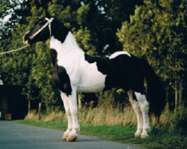 stallion Bonte Bart (Pinto, 1988, from Bertus)