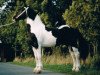 stallion Bonte Bart (Pinto, 1988, from Bertus)