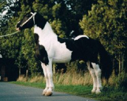 Deckhengst Bonte Bart (Barockpinto, 1988, von Bonte Bertus)