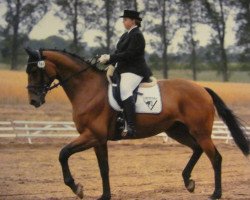 broodmare Montana B. (Saxony-Anhaltiner, 2001, from Montezuma)