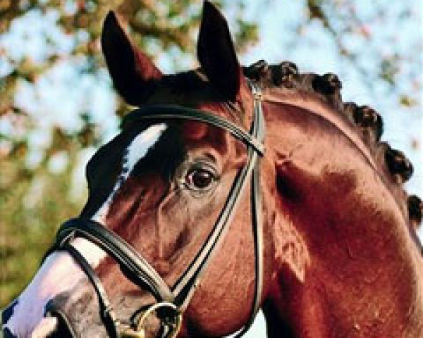 horse Herzruf (Trakehner, 1987, from Königspark xx)