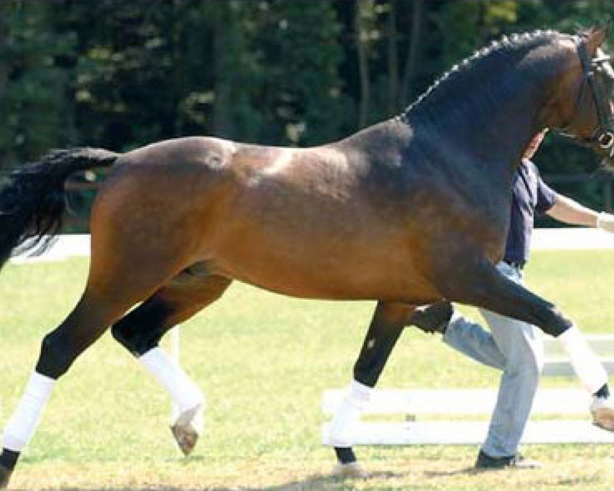 Deckhengst Clintino (Bayer, 1996, von Caretino)