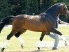 stallion Clintino (Bavarian, 1996, from Caretino)
