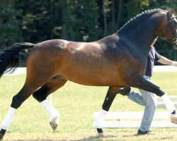 stallion Clintino (Bavarian, 1996, from Caretino)