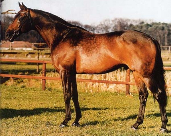 Pferd Julio Mariner xx (Englisches Vollblut, 1975, von Blakeney xx)