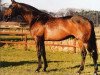 horse Julio Mariner xx (Thoroughbred, 1975, from Blakeney xx)