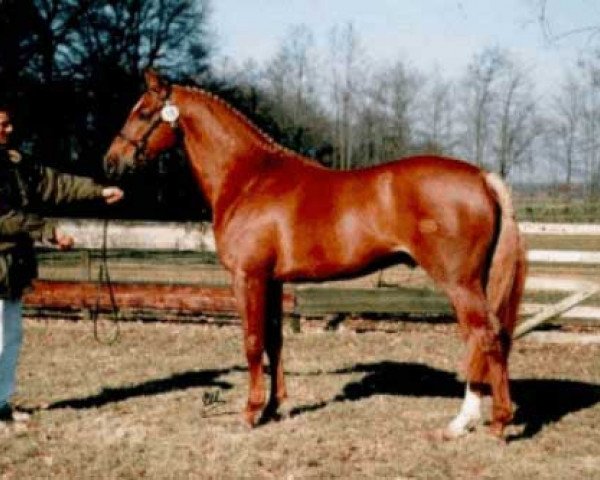 stallion Speyksbosch Nelson (Nederlands Welsh Ridepony, 1991, from Julio Mariner xx)