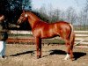 stallion Speyksbosch Nelson (Nederlands Welsh Ridepony, 1991, from Julio Mariner xx)