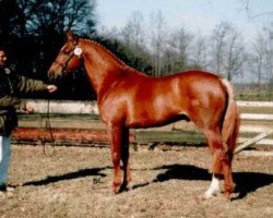 Deckhengst Speyksbosch Nelson (Nederlands Welsh Ridepony, 1991, von Julio Mariner xx)