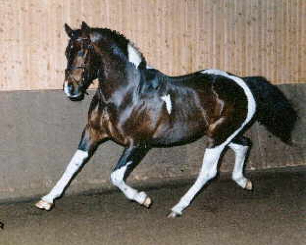 Deckhengst Sambuco B (KWPN (Niederländisches Warmblut), 1987, von Samber)