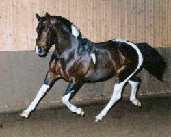 Deckhengst Sambuco B (KWPN (Niederländisches Warmblut), 1987, von Samber)