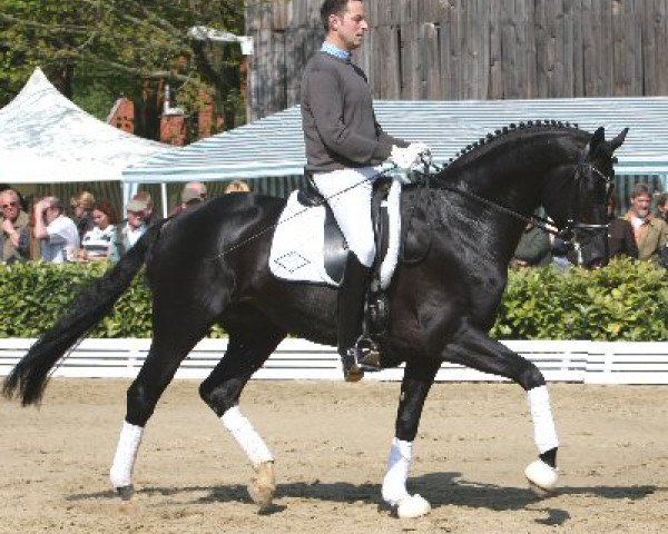 stallion Hochstern (Hanoverian, 2005, from Hochadel)
