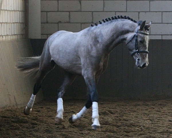 stallion Quidam Cento (Holsteiner, 2006, from Quidam's Rubin)