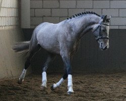 stallion Quidam Cento (Holsteiner, 2006, from Quidam's Rubin)