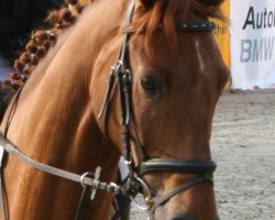 dressage horse Durango 22 (Oldenburg, 2003, from Dr Doolittle 45)