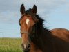 broodmare Bella Finesse (German Warmblood, 2006)