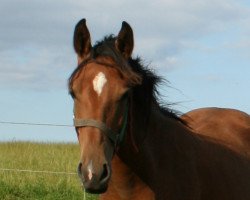 Zuchtstute Bella Finesse (Deutsches Reitpferd, 2006)