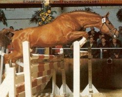 stallion Gepard (Hanoverian, 1974, from Gotthard)