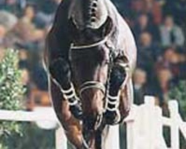 dressage horse Lacantus (Holsteiner, 1993, from Lord Calando)