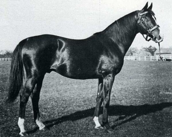 stallion Sicambre xx (Thoroughbred, 1948, from Prince Bio xx)
