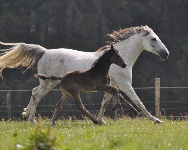 dressage horse Dumont vom Aubachtal (Westphalian, 2011, from Dante Weltino Old)