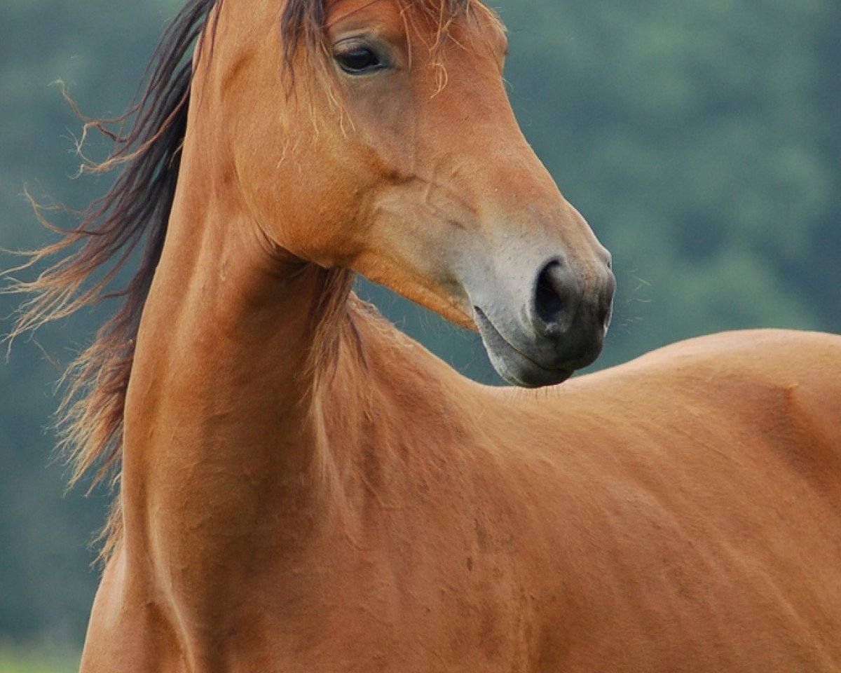 Springpferd Lilly (Rheinländer,  , von Linnert S)