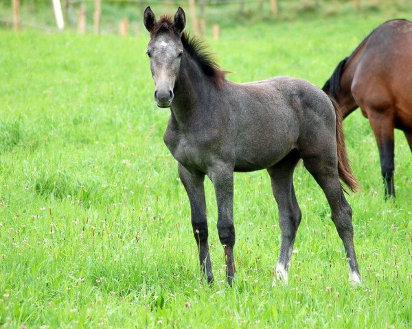 Springpferd Cinderella (Westfale,  , von Cristallo I)